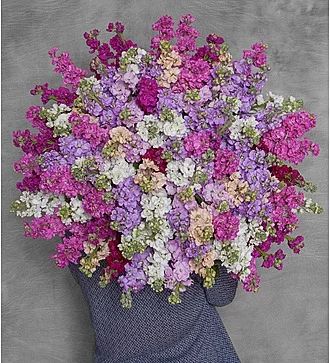 Букет цветов для женщин «Партитура» (маттиола)