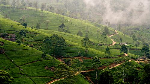 чайные плантации нувара-элия