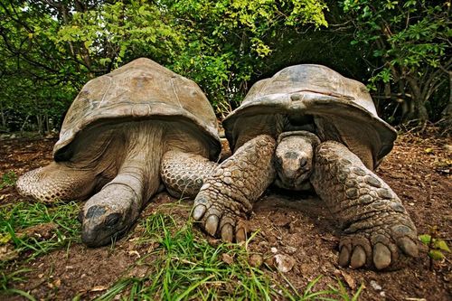 сейшельские черепахи джорджина и джордж